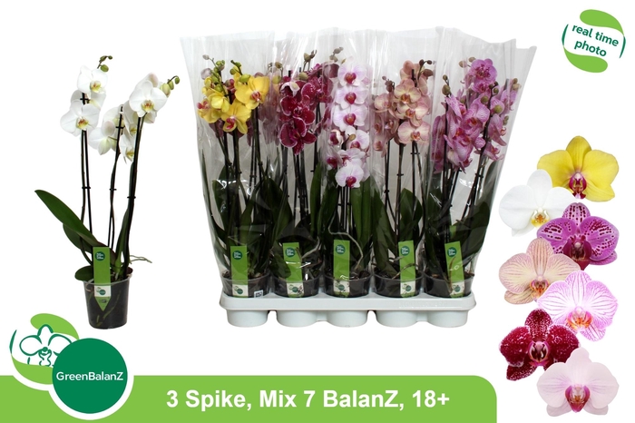 <h4>PHAL GEM 7 KL</h4>