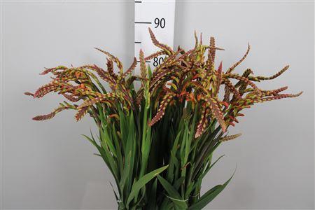 <h4>Chasman Saturnus</h4>