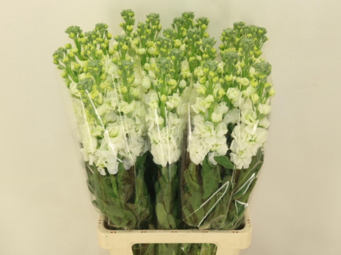 <h4>MATTH IRON WHITE</h4>