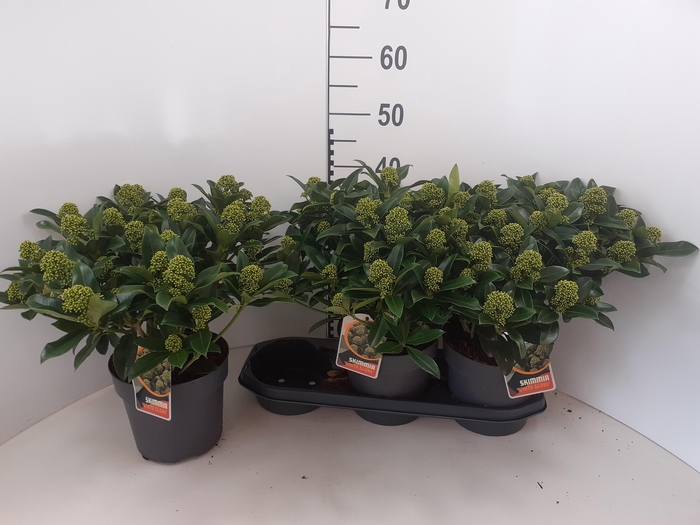 <h4>SKIM J WHITE GLOBE</h4>