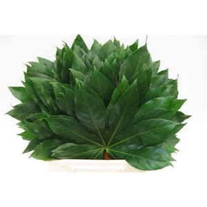 Aralia I