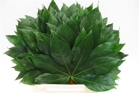 <h4>Aralia I</h4>