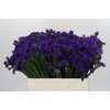 Limonium sinuatum Navy Sun Birds