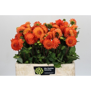 Dahlia Souvenir Dete