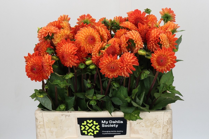 <h4>Dahlia Souvenir Dete</h4>