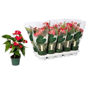 Anthurium Andreanum Grp Aristo