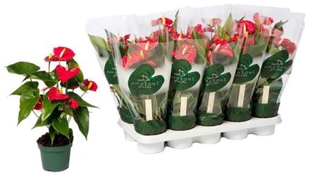<h4>Anthurium Andreanum Grp Aristo</h4>