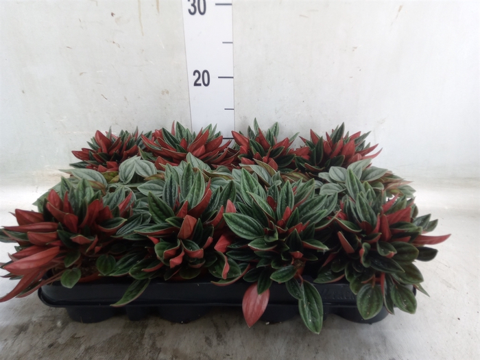 <h4>Peperomia   ...mix</h4>