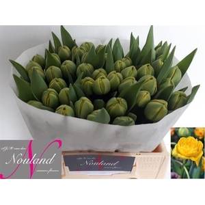 TU DU YELLOW POMPENE