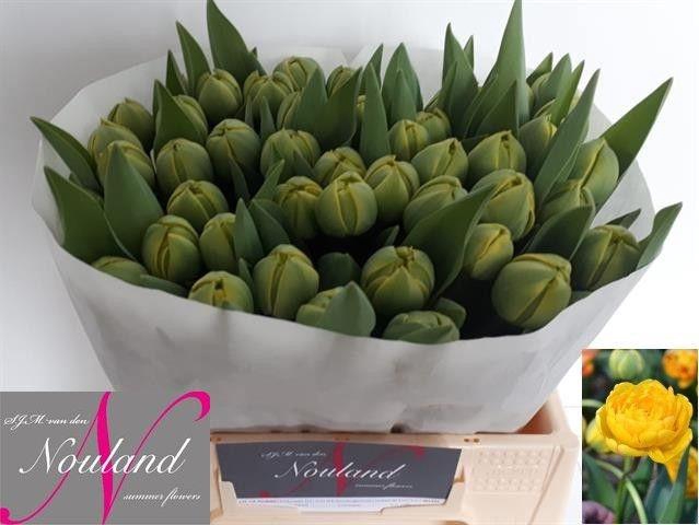 <h4>TU DU YELLOW POMPENE</h4>