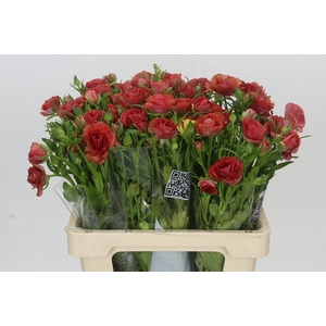 Ranunculus Butterfly Musa