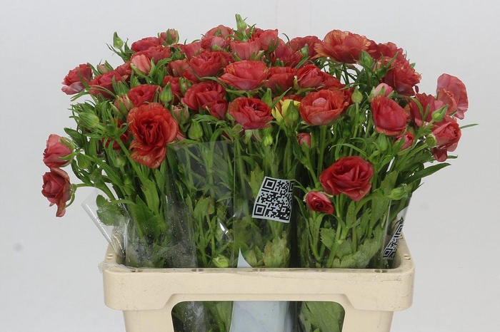 <h4>Ranunculus Butterfly Musa</h4>