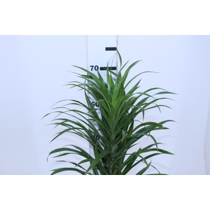 FOLHAGEM DRACENA PLEOMELE FITA