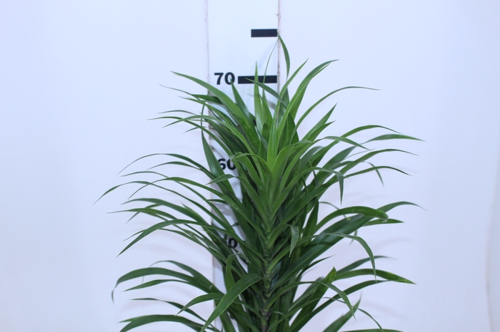 FOLHAGEM DRACENA PLEOMELE FITA