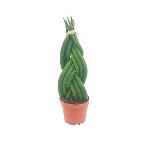 Sansevieria Cylindrica Braided 12 cm