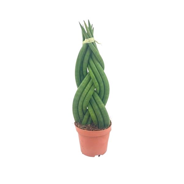 <h4>Sansevieria Cylindrica Braided 12 cm</h4>