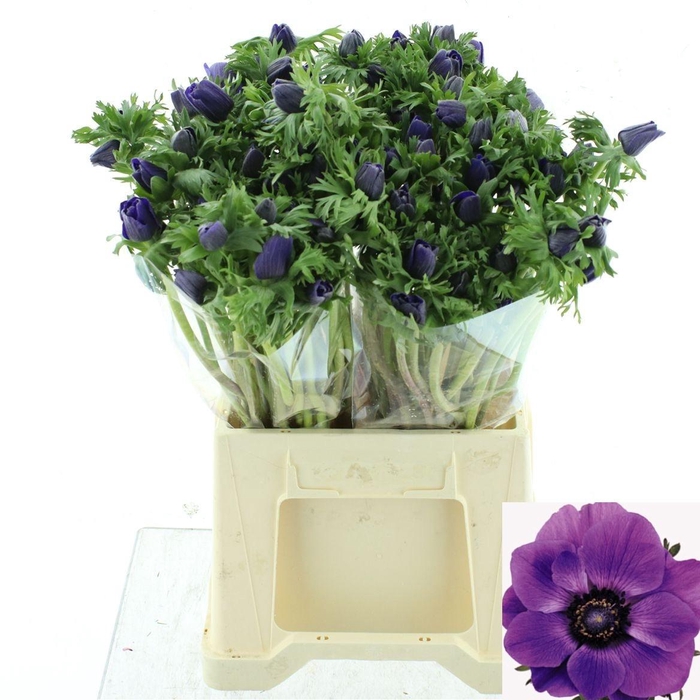 <h4>ANEM CO MAR BLUE</h4>