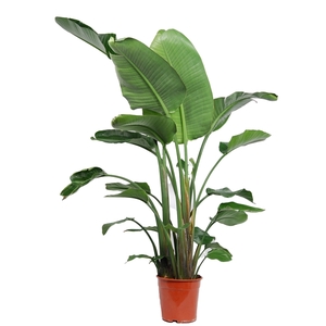 Strelitzia Nicolai