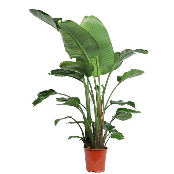 <h4>Strelitzia Nicolai</h4>
