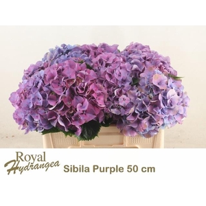 HYDR M SIBILLA PA