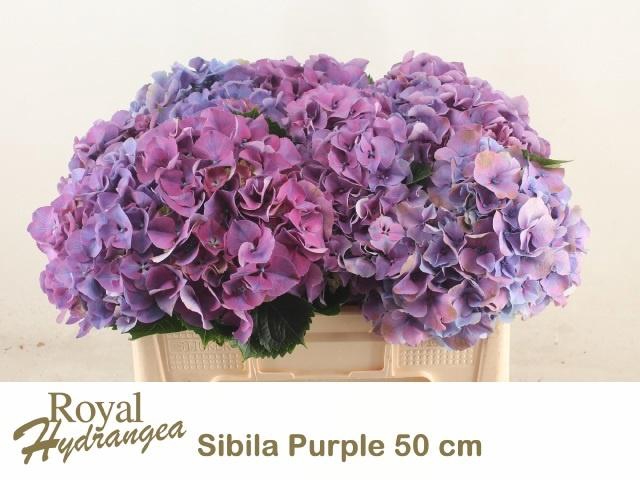 <h4>HYDR M SIBILLA PA</h4>
