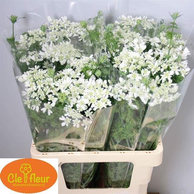 <h4>ORLAYA GRANDIFLORA WHITE FINCH</h4>