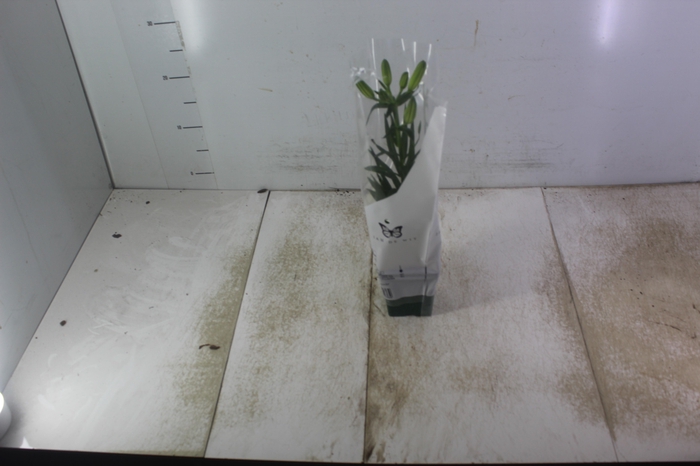 LIRIO VARIADO P12 QUADRADO