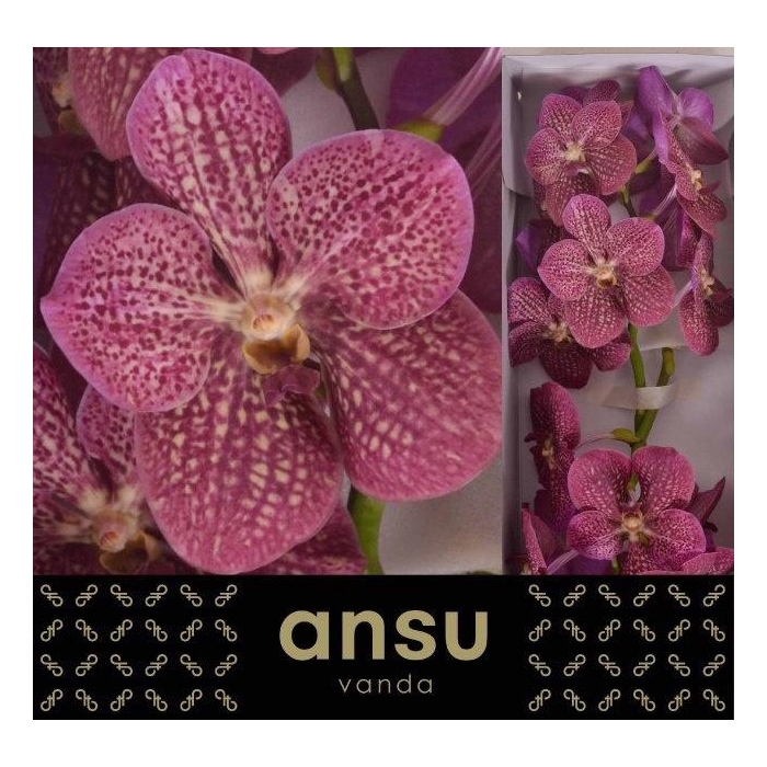 <h4>Vanda Ni Tropi Punch</h4>