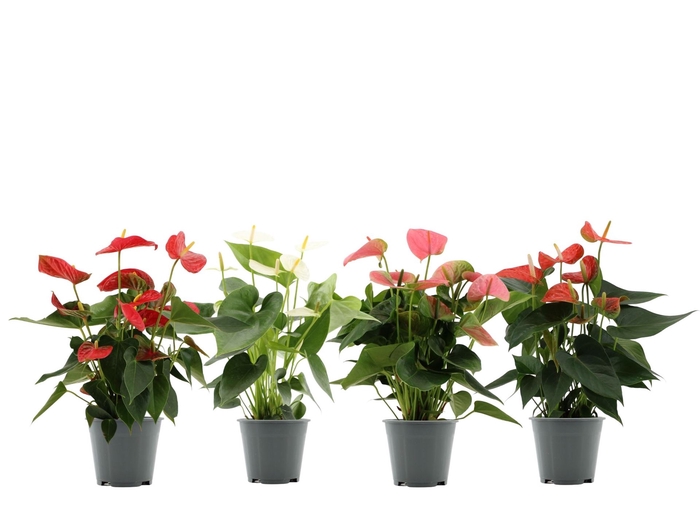 <h4>Anthurium   ...mix 4</h4>