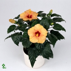 Hibiscus Sunny Bari 13Ø 35cm 3st