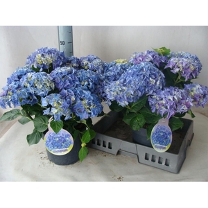 Hydrangea mac.   ...