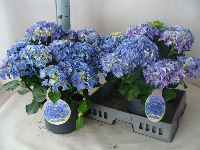 <h4>Hydrangea mac.   ...</h4>