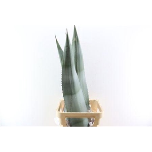 AGAVE AMERICANA BLAD