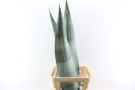 <h4>AGAVE AMERICANA BLAD</h4>