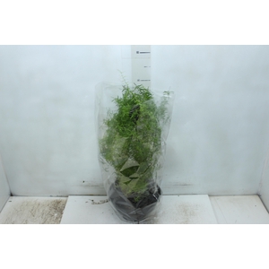ASPARGO ALFINETE C21
