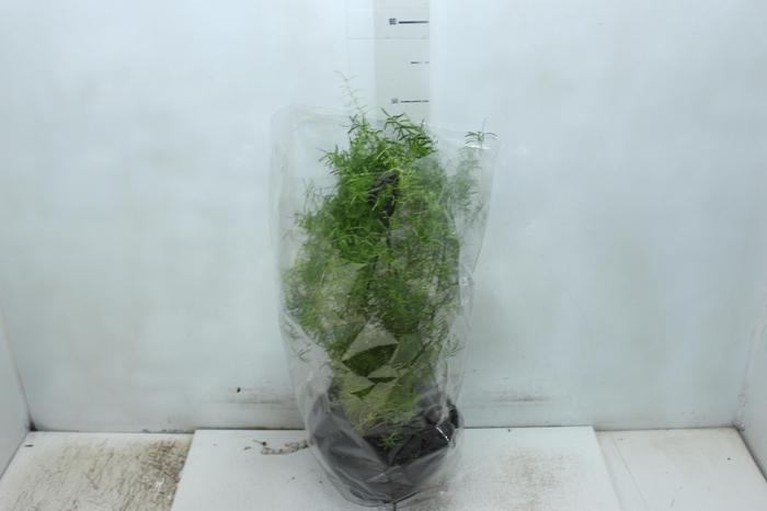 <h4>ASPARGO ALFINETE C21</h4>