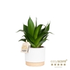 SANSEVIERIA TRIFASCIATA P10 WB WHITE