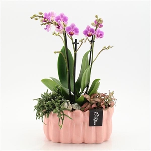 Arrangementen Phalaenopsis mt H%
