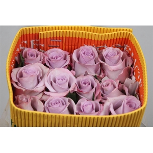 R Gr Ocean Song Ec A2