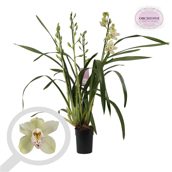 Cymbidium groen 3 tak