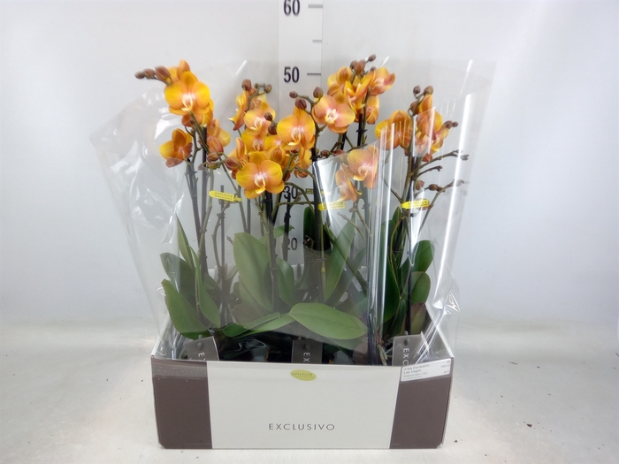 <h4>Phalaenopsis multi. 'Ant Las Vegas'</h4>