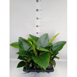 Philodendron  'Imperial Green'