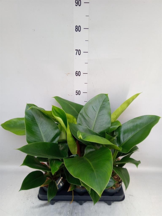 <h4>Philodendron  'Imperial Green'</h4>