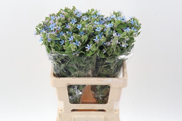 <h4>Oxy Co Tan Pure Blu</h4>