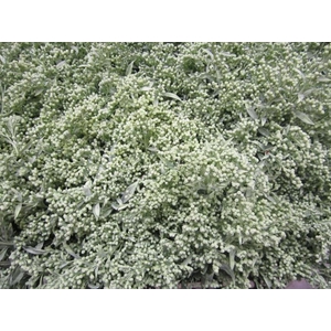 Solidago Licht Groen