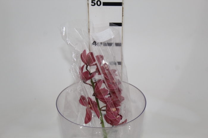 <h4>CYMBIDIUM HT MIN 5 FLS CHOCOLATE</h4>