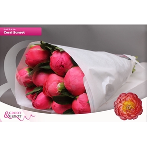 Paeonia Coral Sunset | Heavy Quality