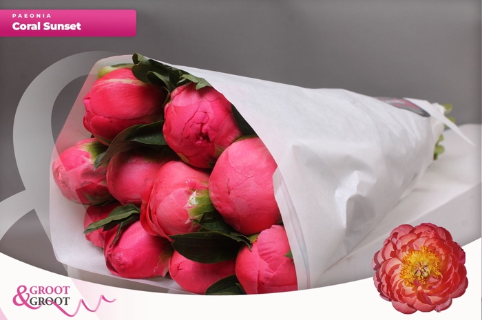 <h4>Paeonia Coral Sunset | Heavy Quality</h4>