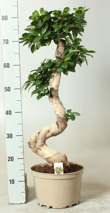 <h4>FIC MI GINSENG</h4>