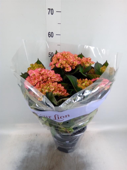 <h4>Hydrangea mac. 'Adula'</h4>